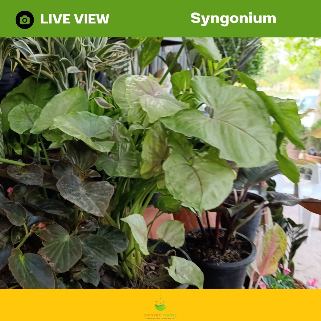 Syngonium