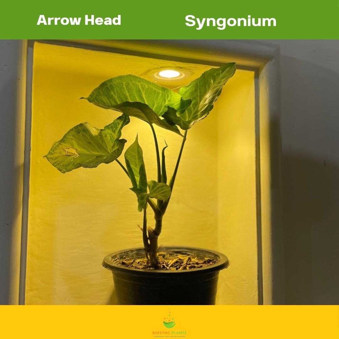 Syngonium