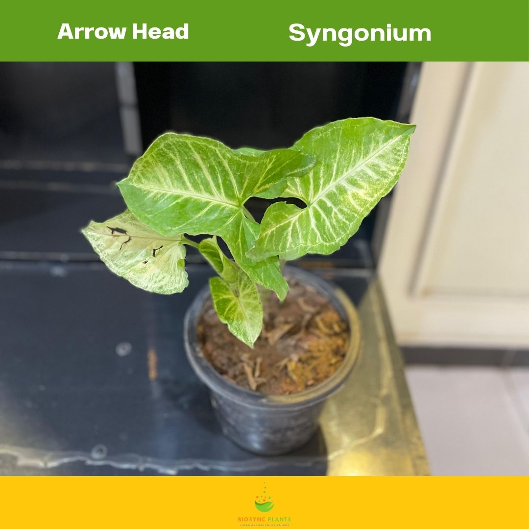 Syngonium