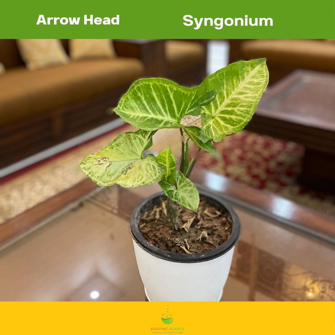Syngonium