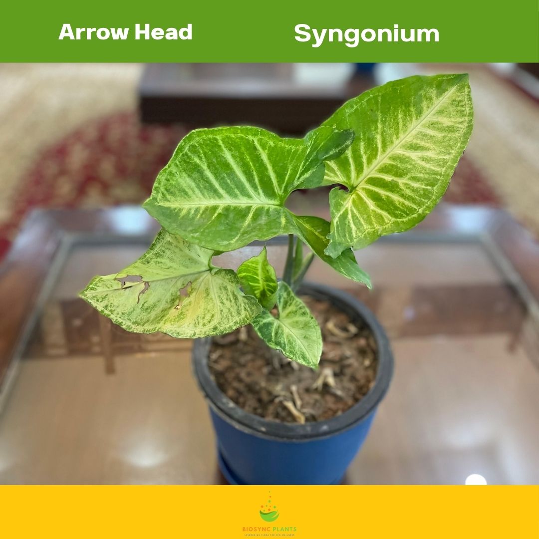 Syngonium