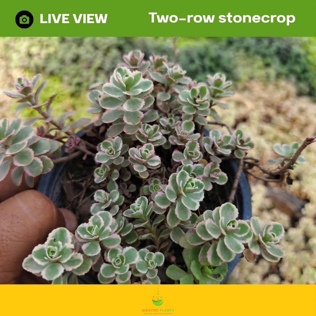 Succulents Gem