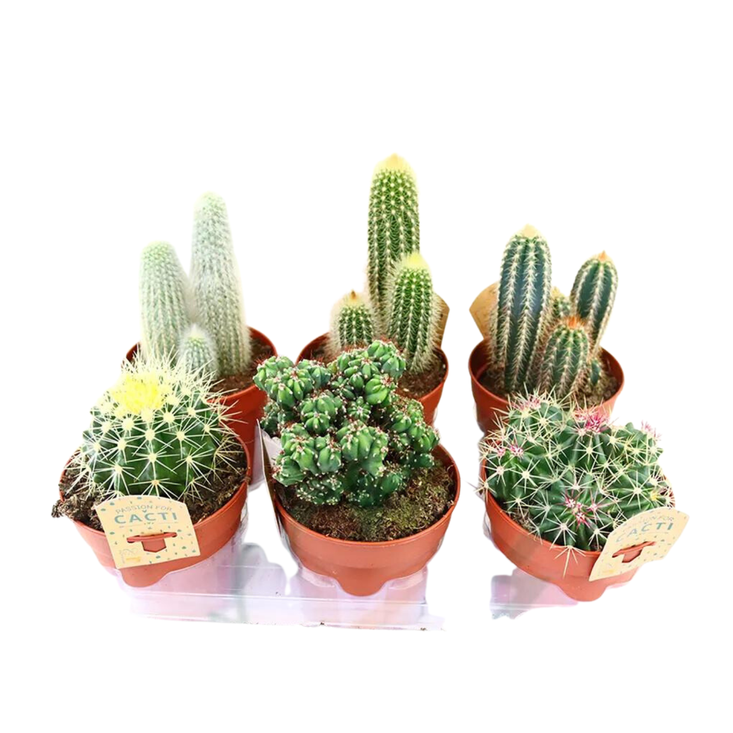 Cactus Big
