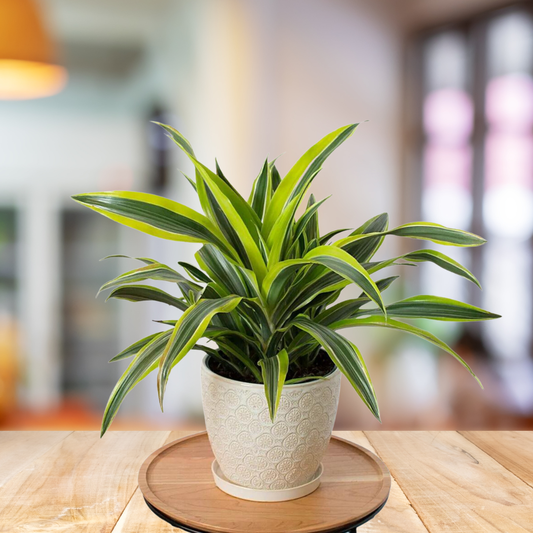 Dracaena Lemon Lime Head - BioSync Plants®