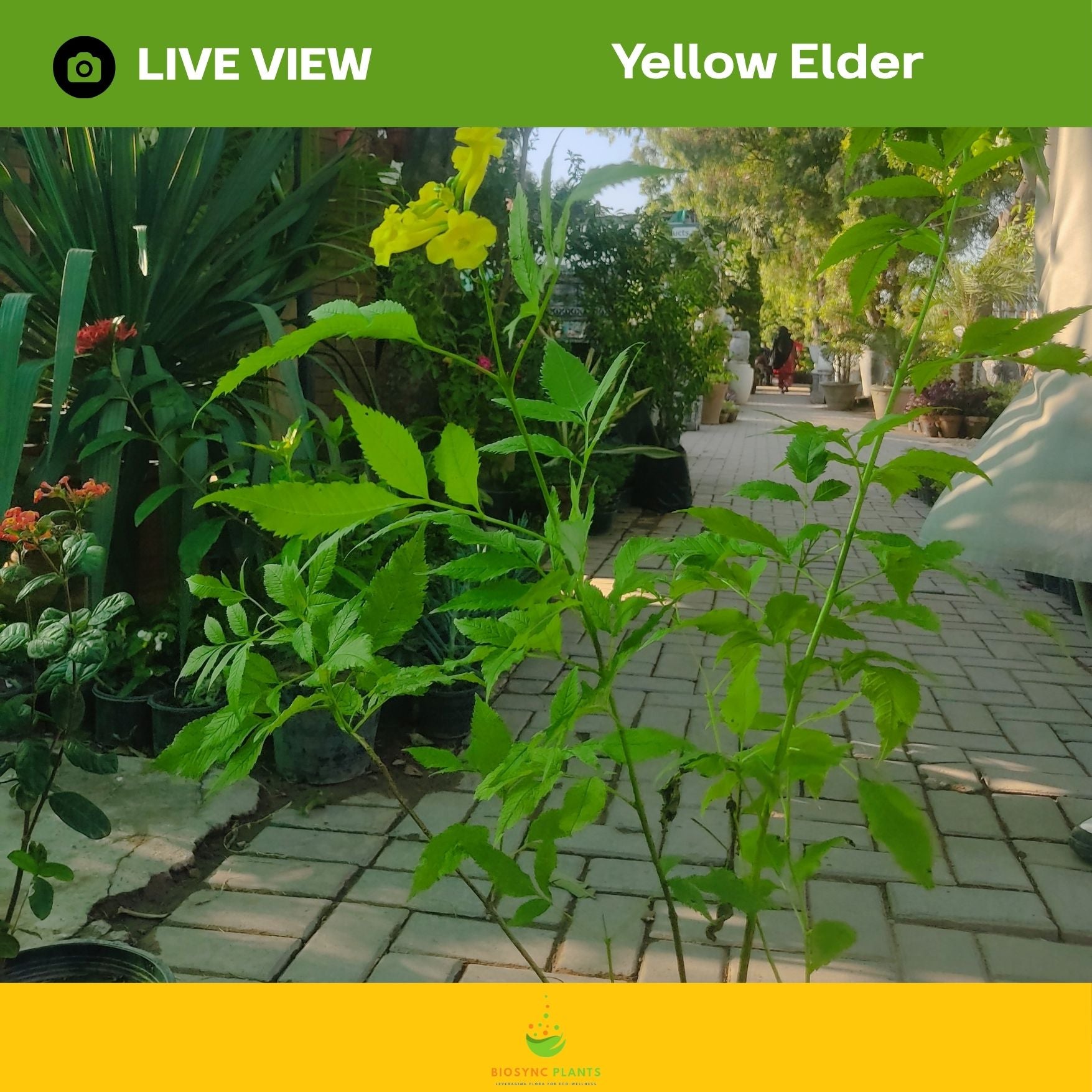 Yellow Elder