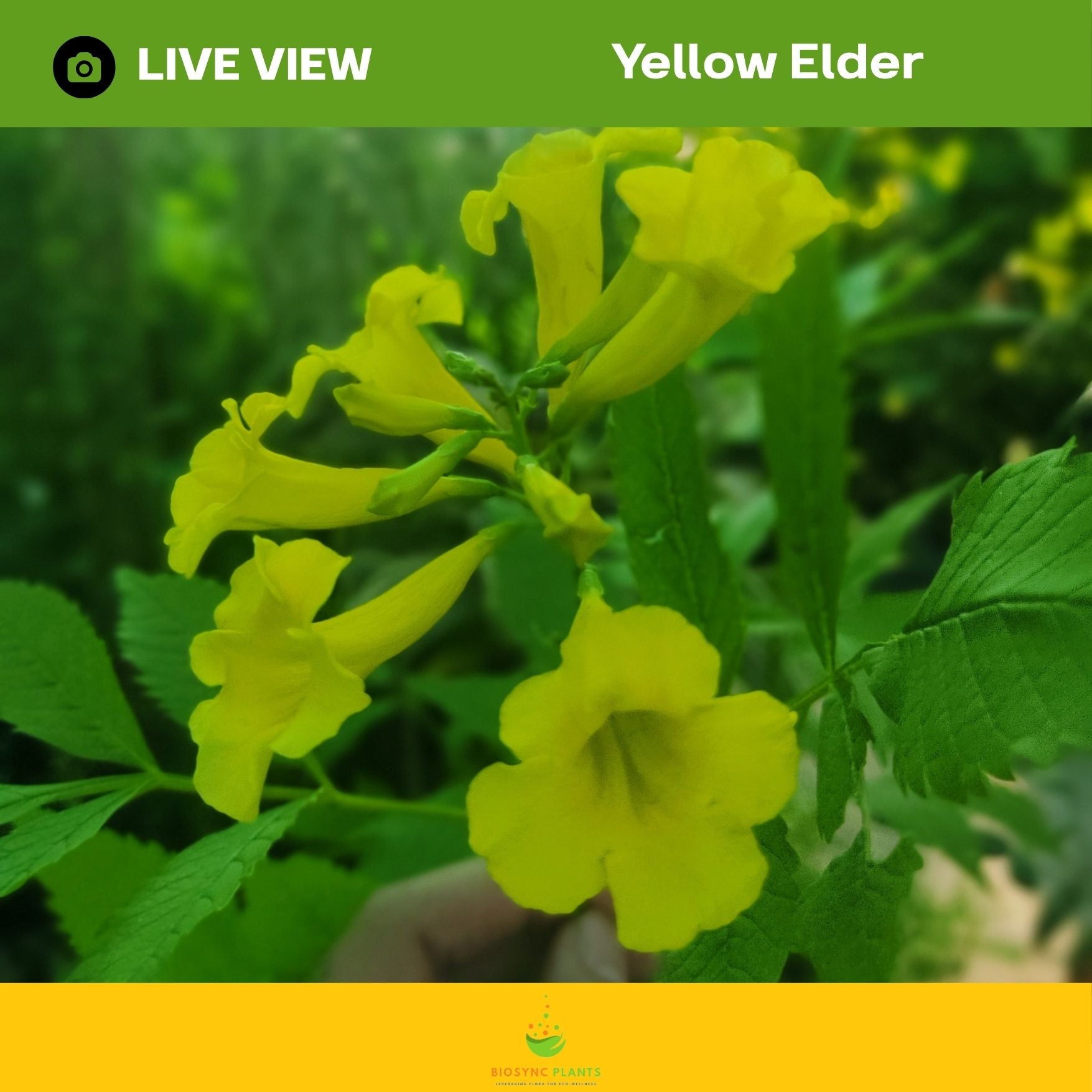 Yellow Elder