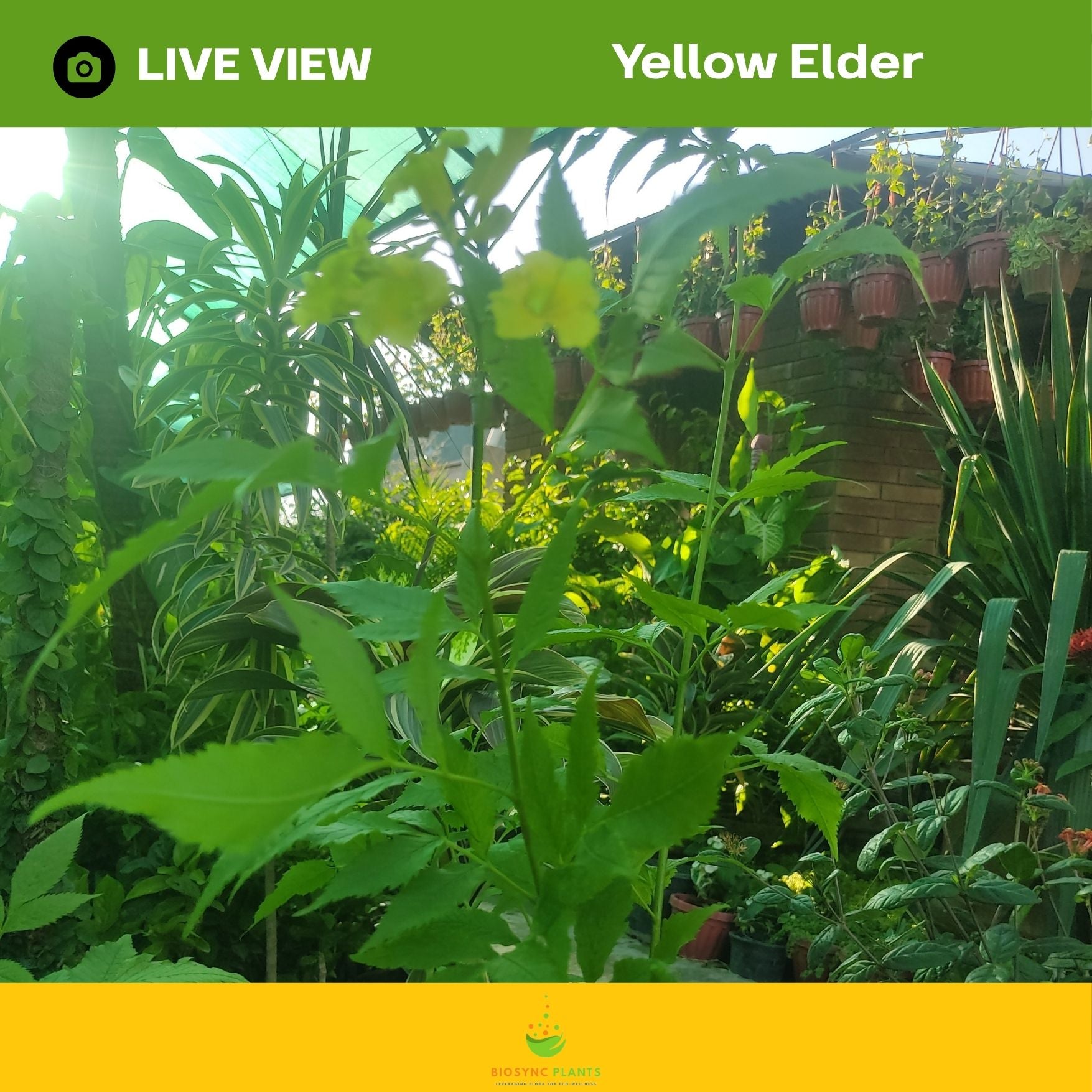 Yellow Elder
