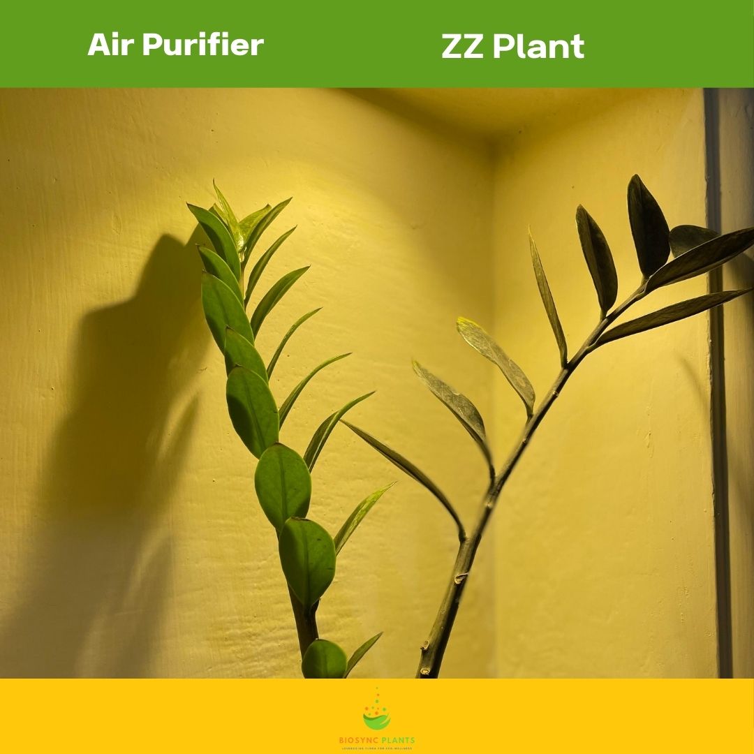 Zamioculcas Zamiifolia Black ZZ Plant