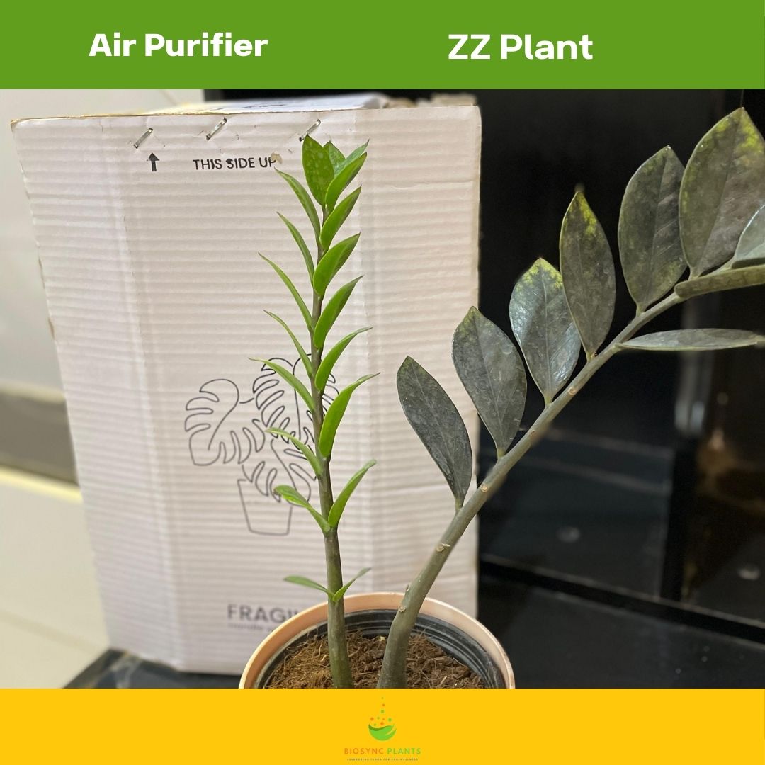 Zamioculcas Zamiifolia Black ZZ Plant