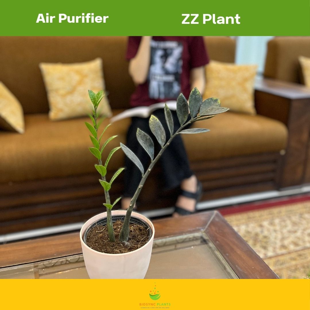 Zamioculcas Zamiifolia Black ZZ Plant