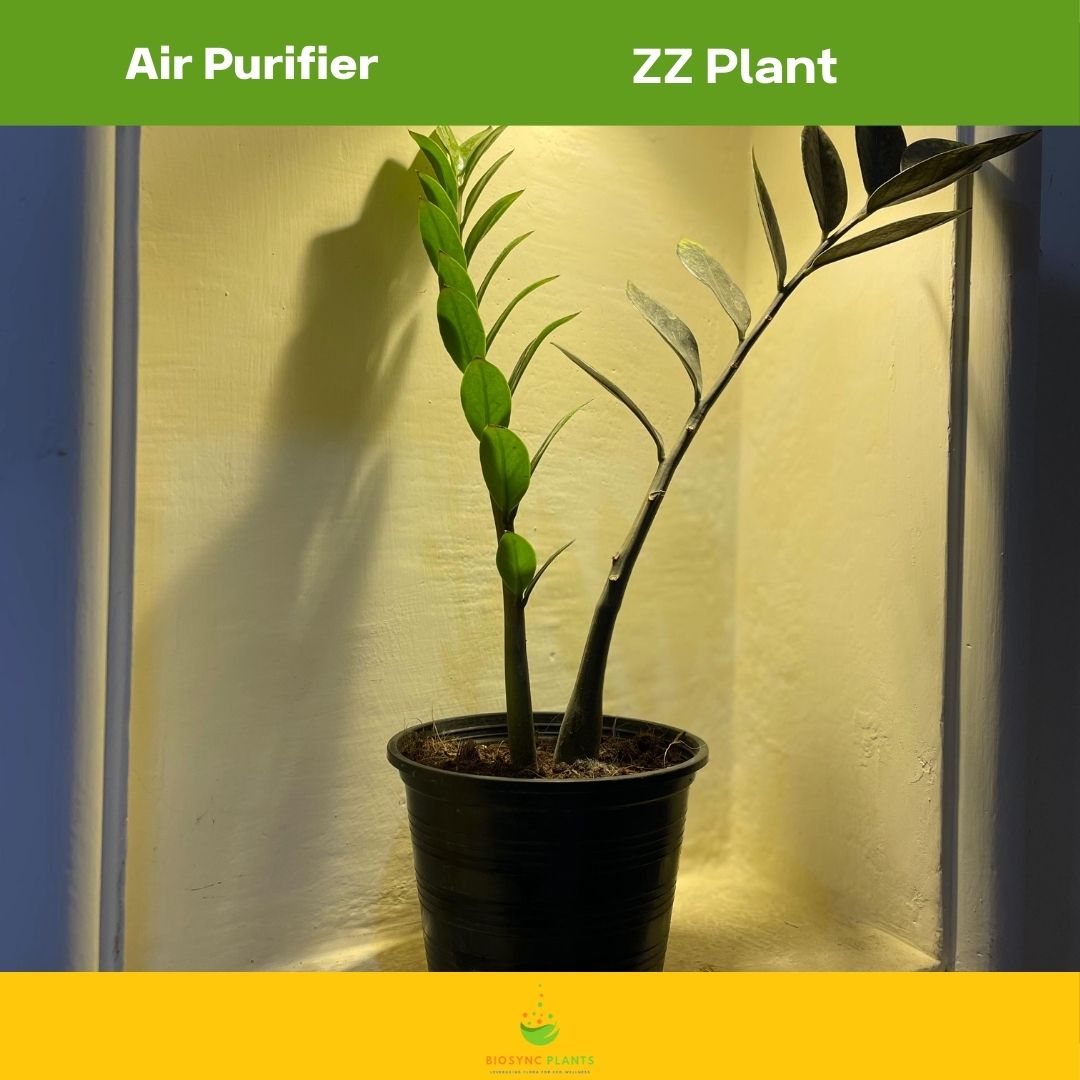 Zamioculcas Zamiifolia Black ZZ Plant