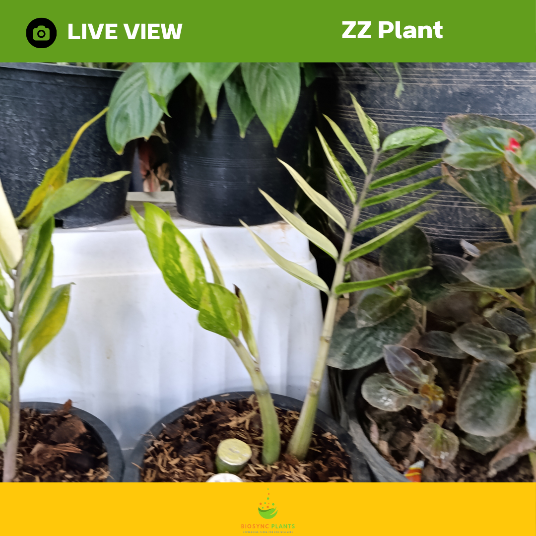 Zamioculcas Zamiifolia Black ZZ Plant