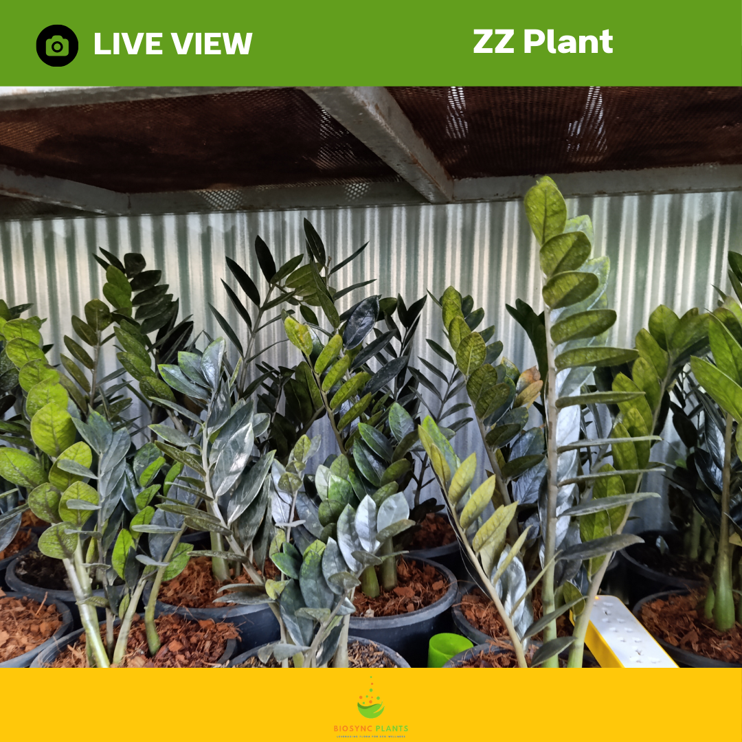 Zamioculcas Zamiifolia Black ZZ Plant