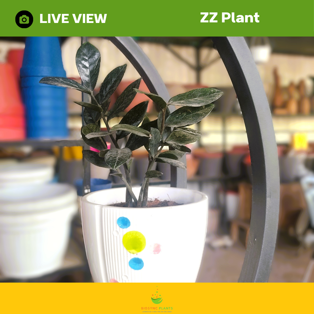 Zamioculcas Zamiifolia Black ZZ Plant
