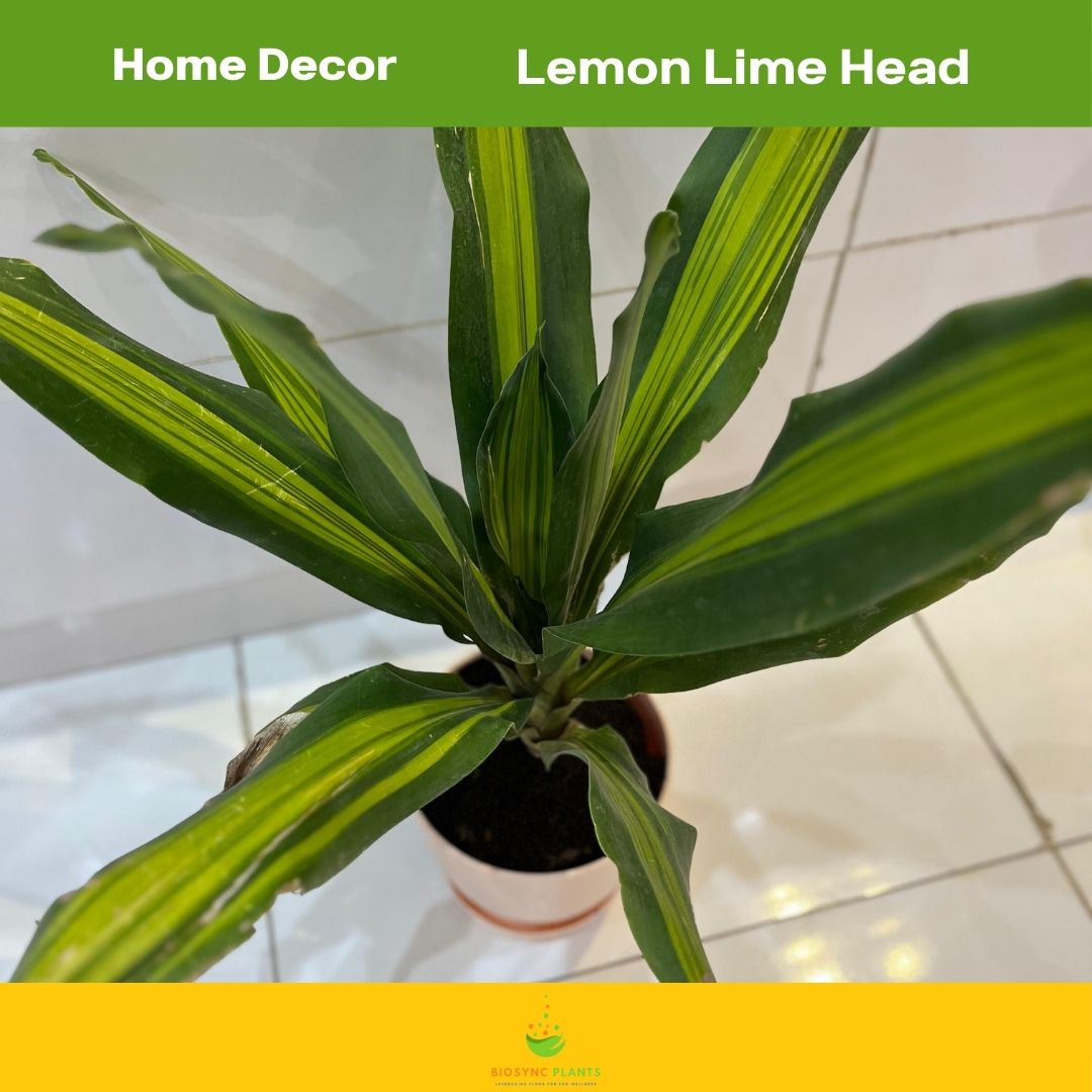 Dracaena Lemon Lime Head
