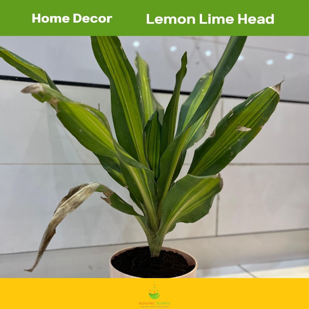 Dracaena Lemon Lime Head