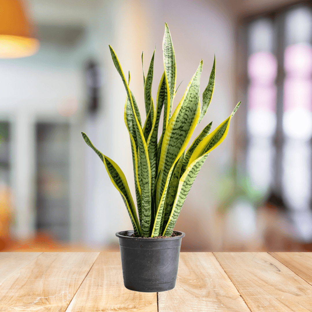 Snake Plant - BioSync Plants®